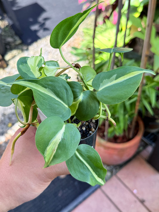 Philodendron 'Cream Splash' M43