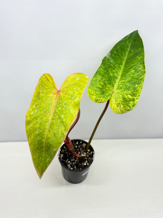 Philodendron Paint Lady (Established Tip Cutting) A30