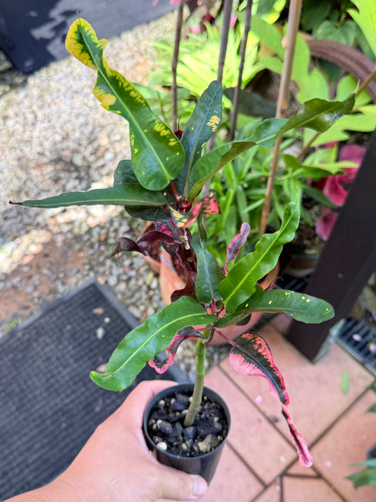 Croton 'Tutti Frutti' R21