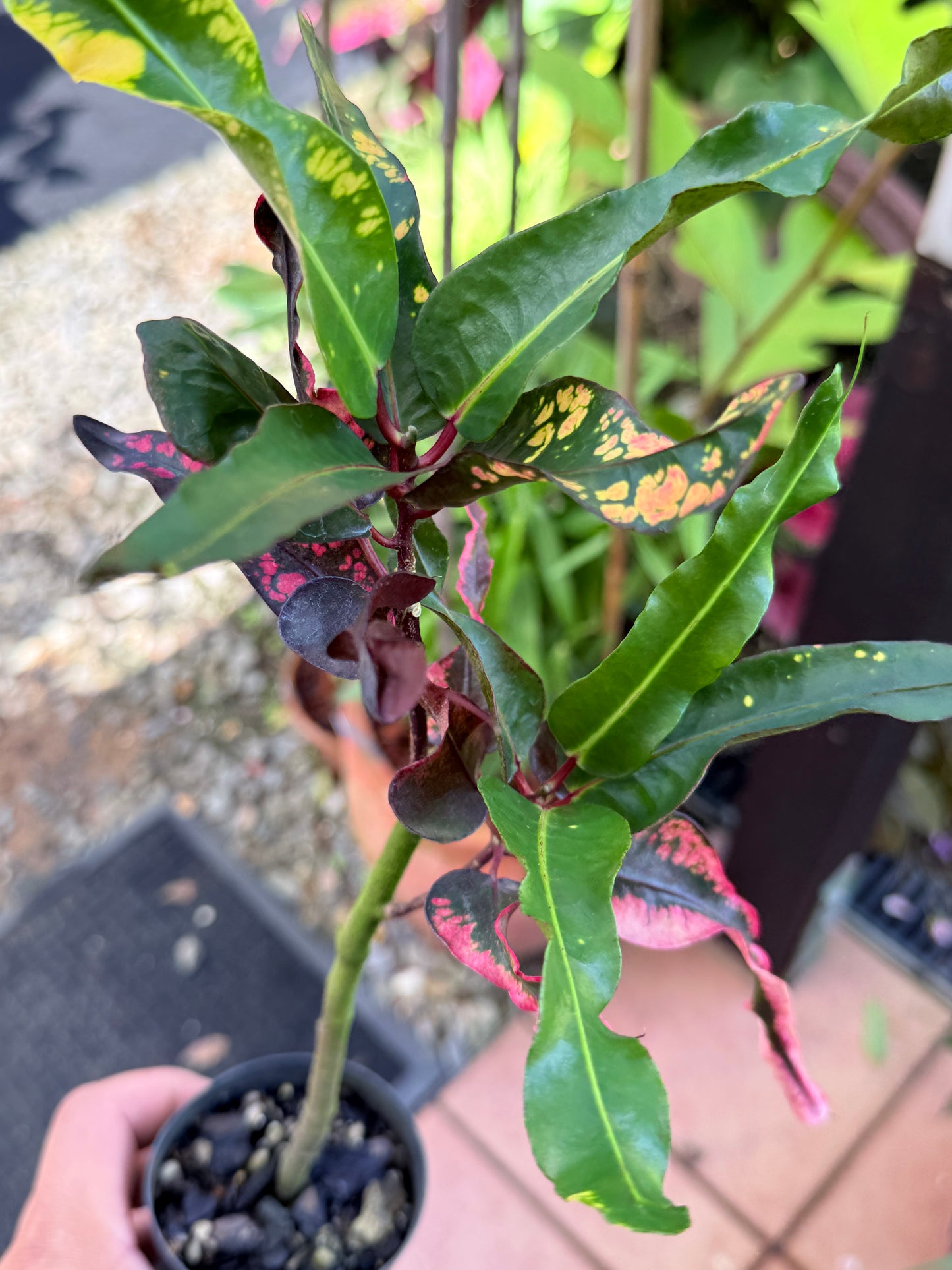 Croton 'Tutti Frutti' R21