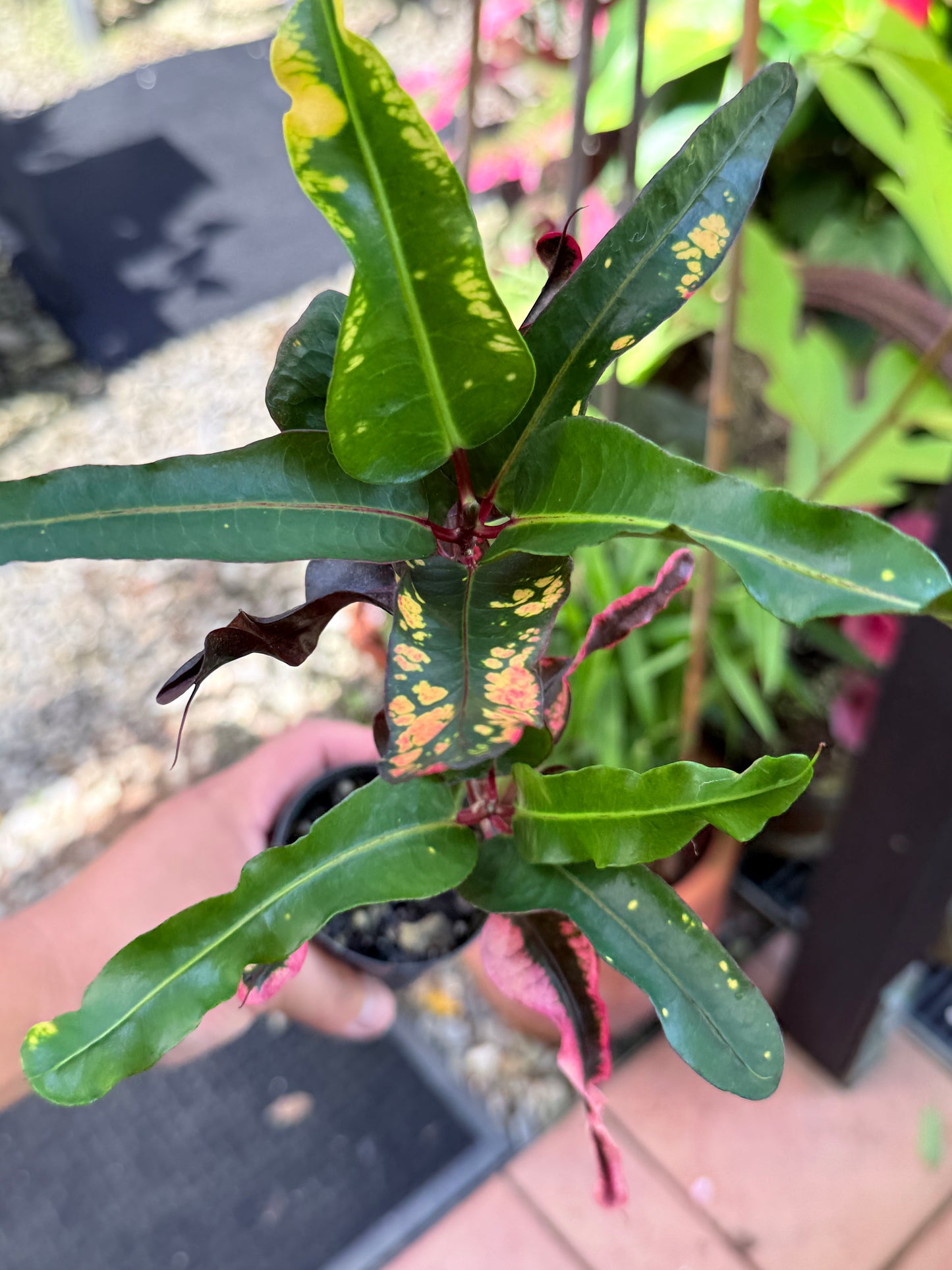 Croton 'Tutti Frutti' R21