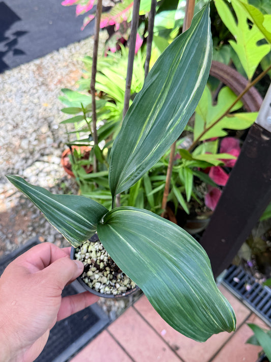 Aspidistra Elatior Variegata 'Variegated Cast Iron Plant' M67