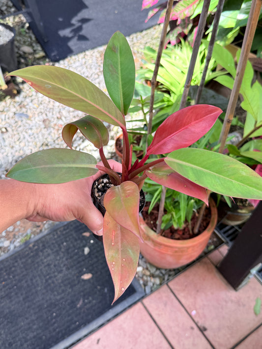 Philodendron 'Red Sun' M48