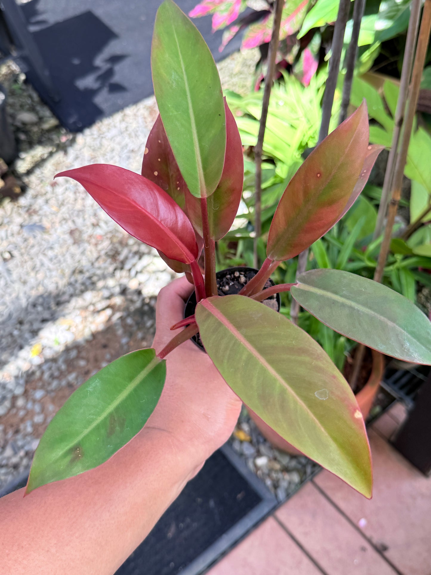 Philodendron 'Red Sun' M48