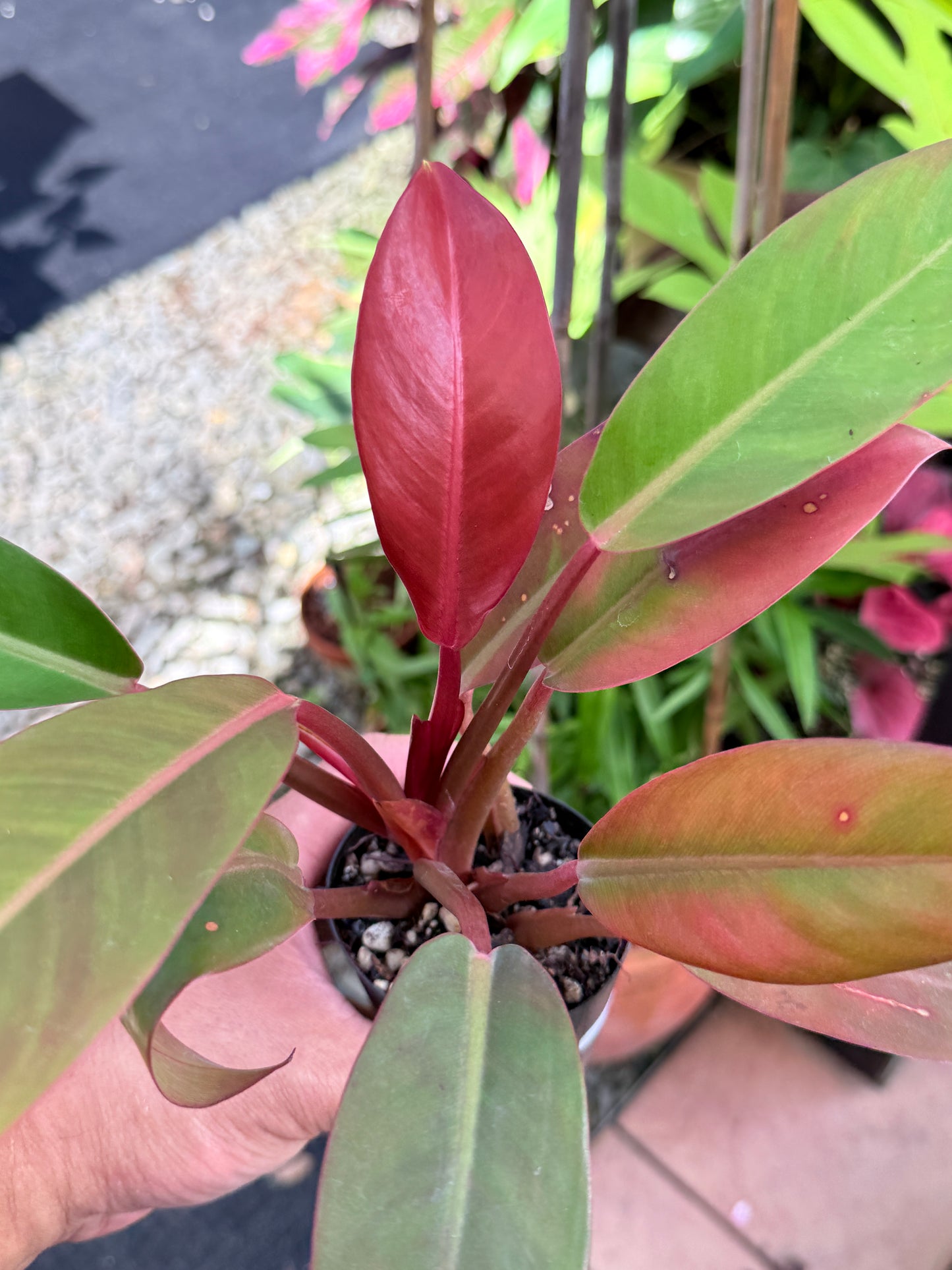 Philodendron 'Red Sun' M48