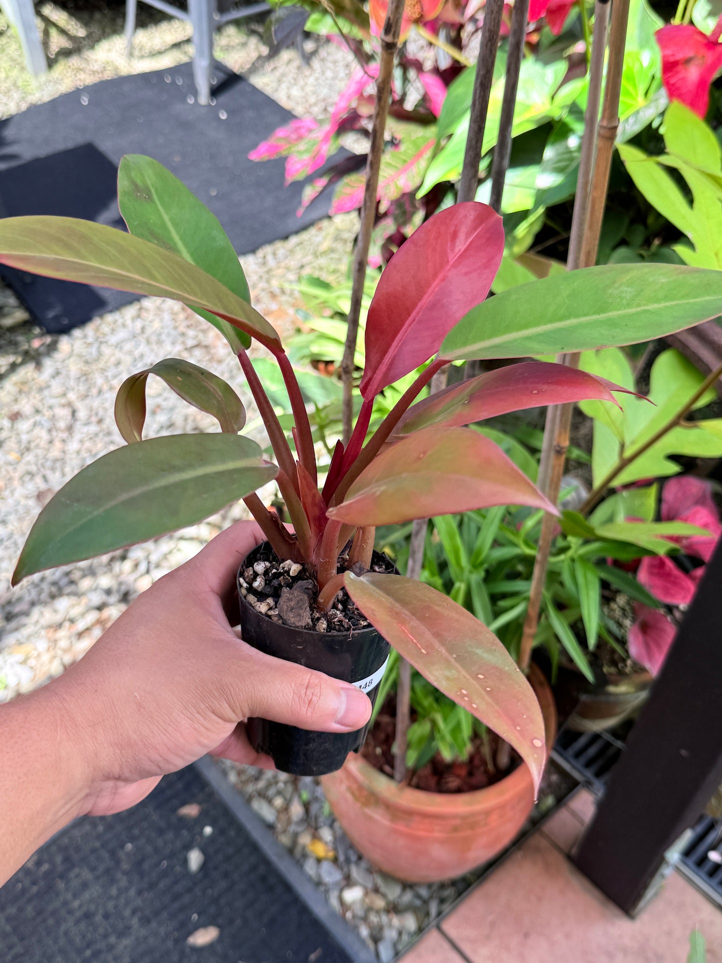 Philodendron 'Red Sun' M48