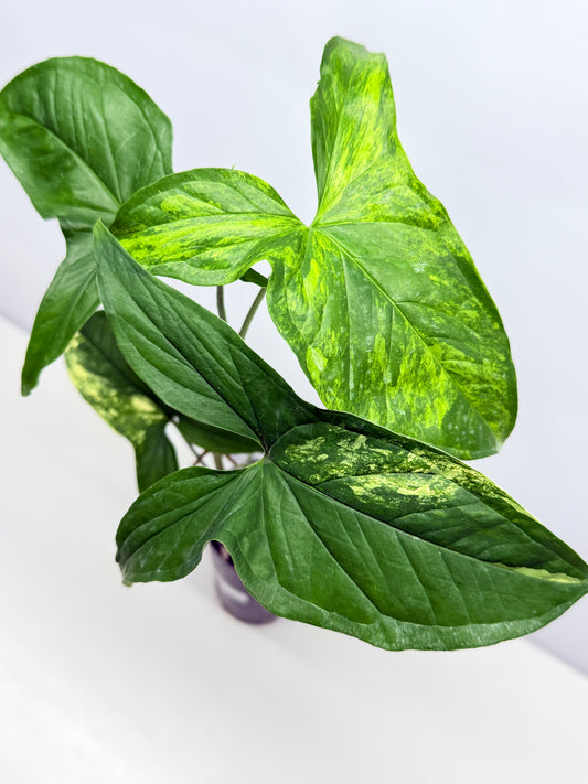Syngonium podophyllum Aurea A36