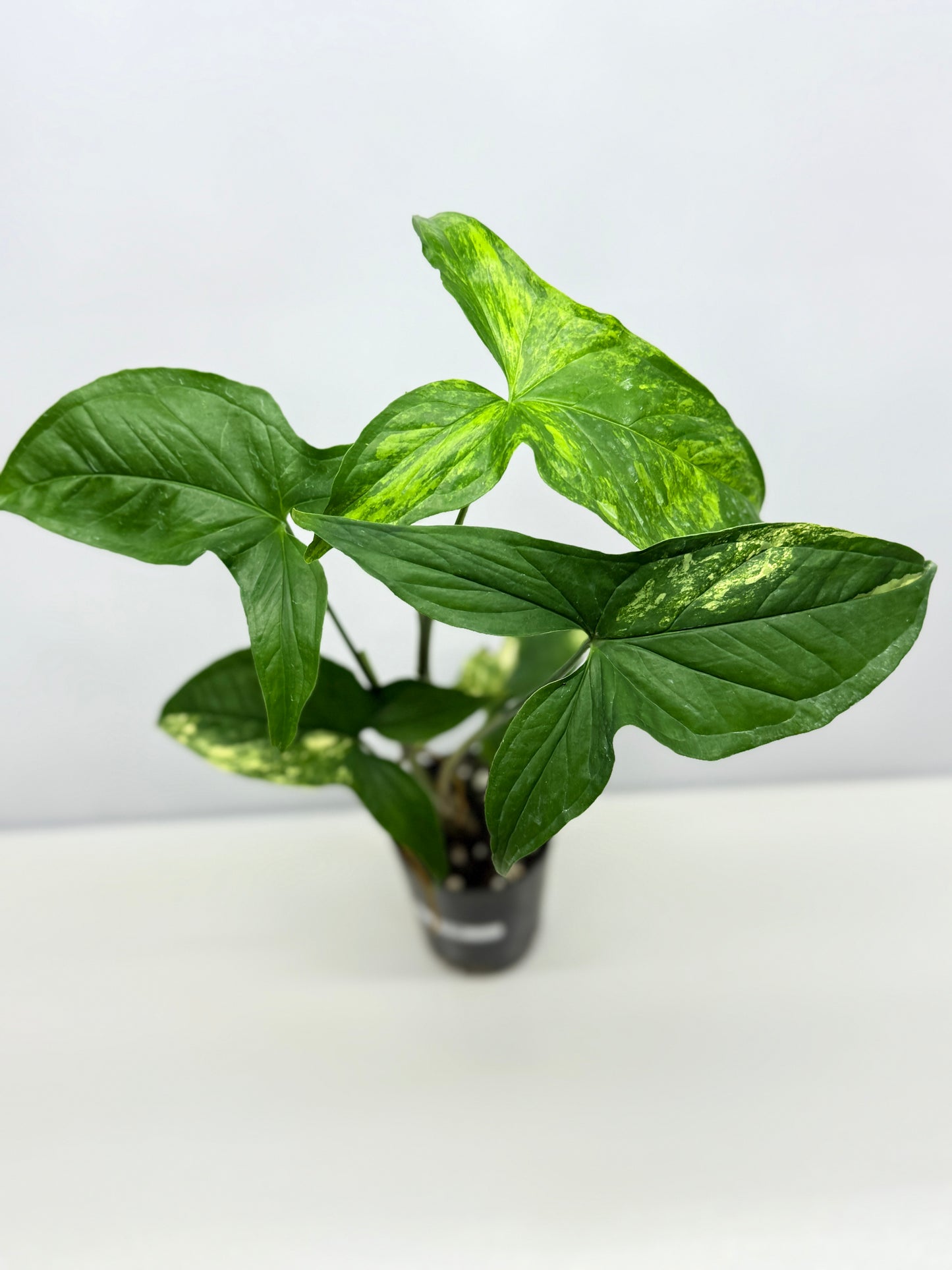Syngonium podophyllum Aurea A36