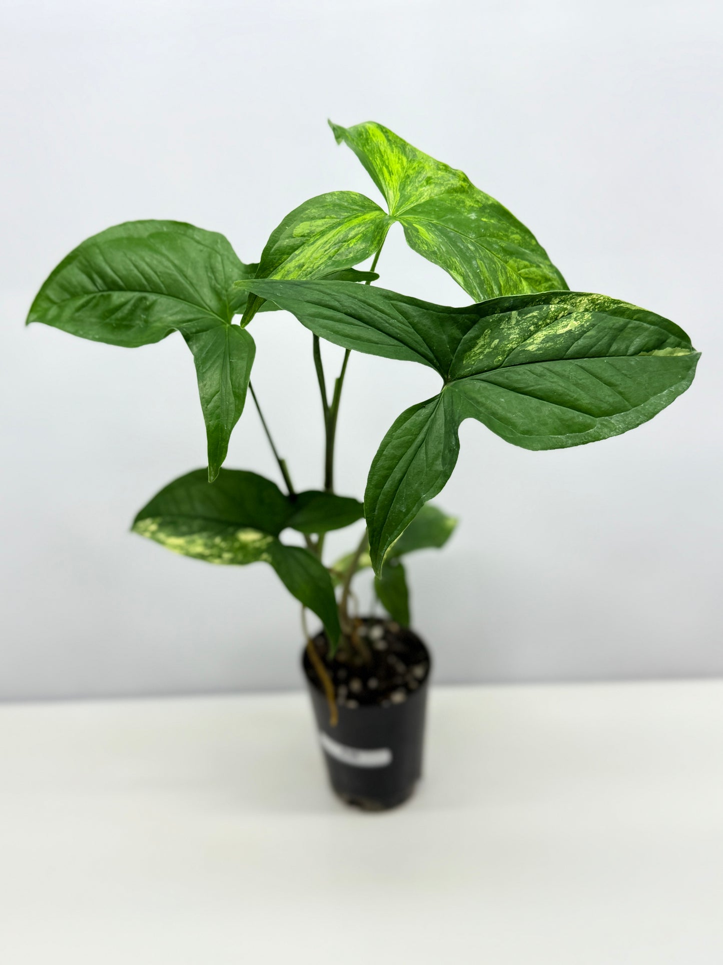 Syngonium podophyllum Aurea A36