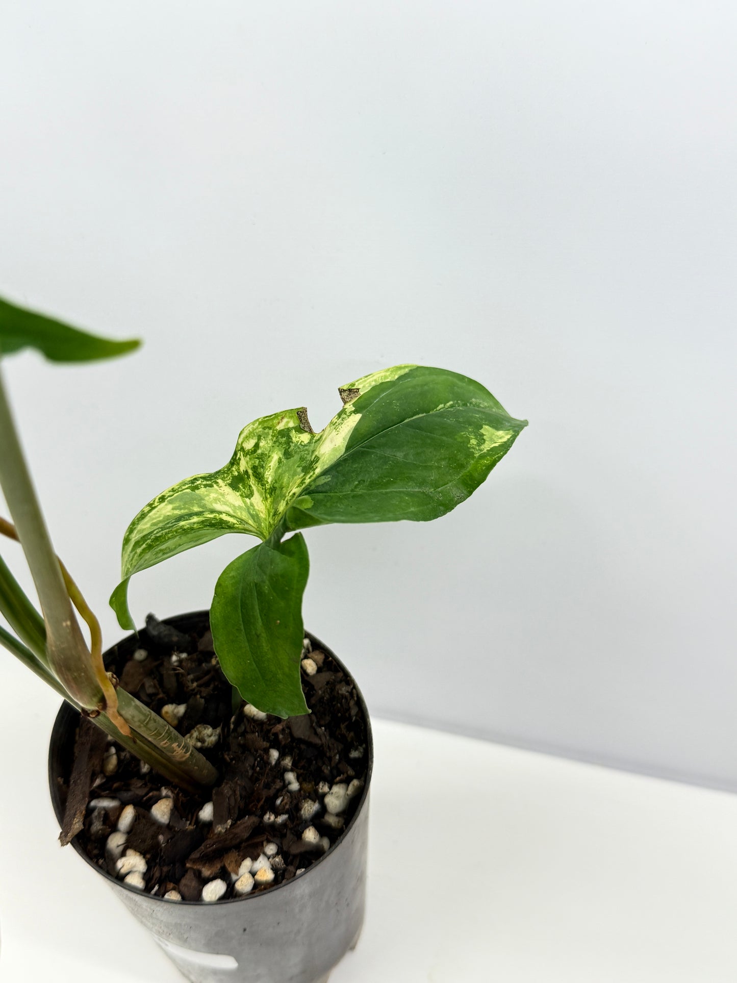 Syngonium podophyllum Aurea A36