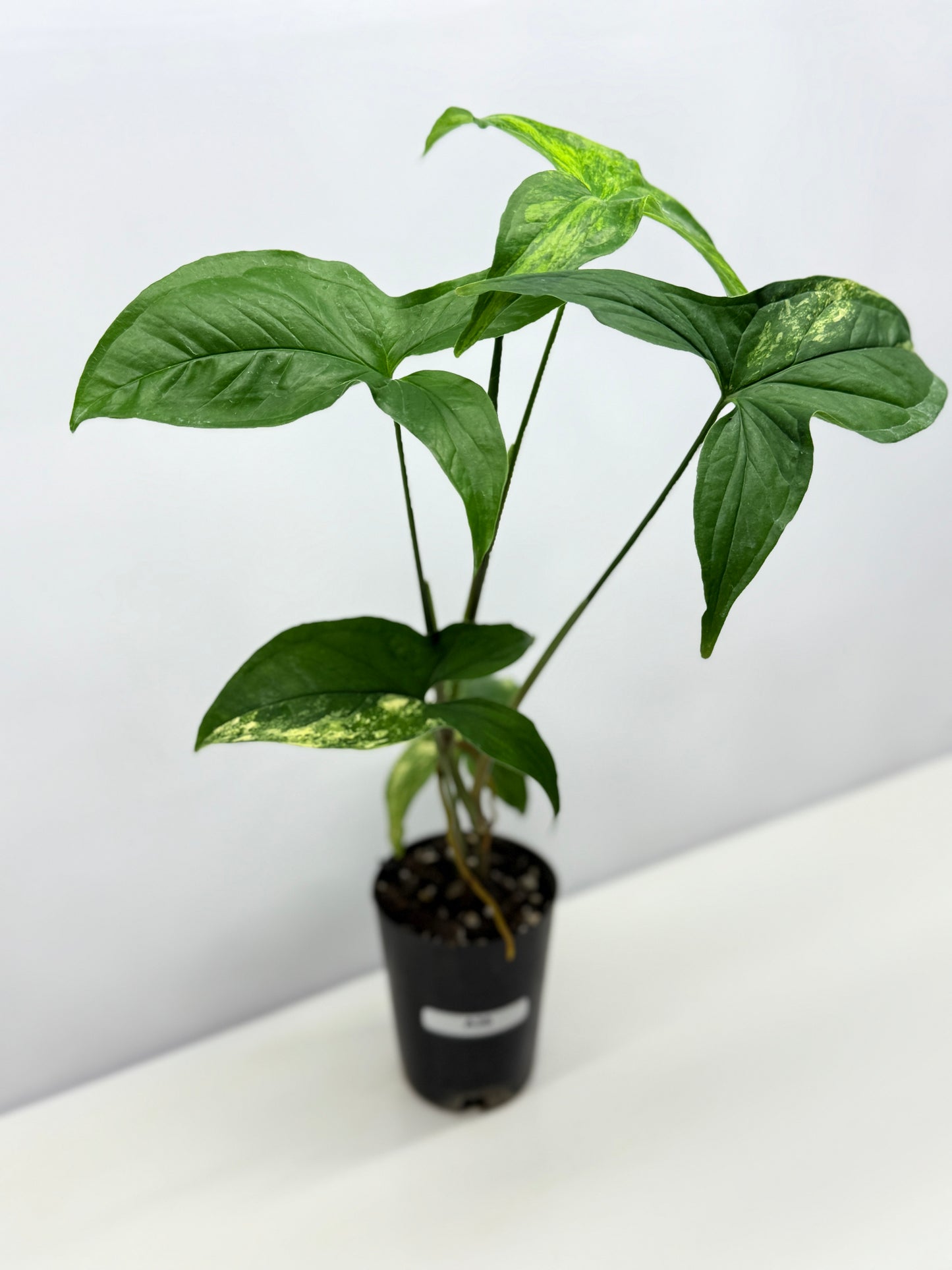 Syngonium podophyllum Aurea A36