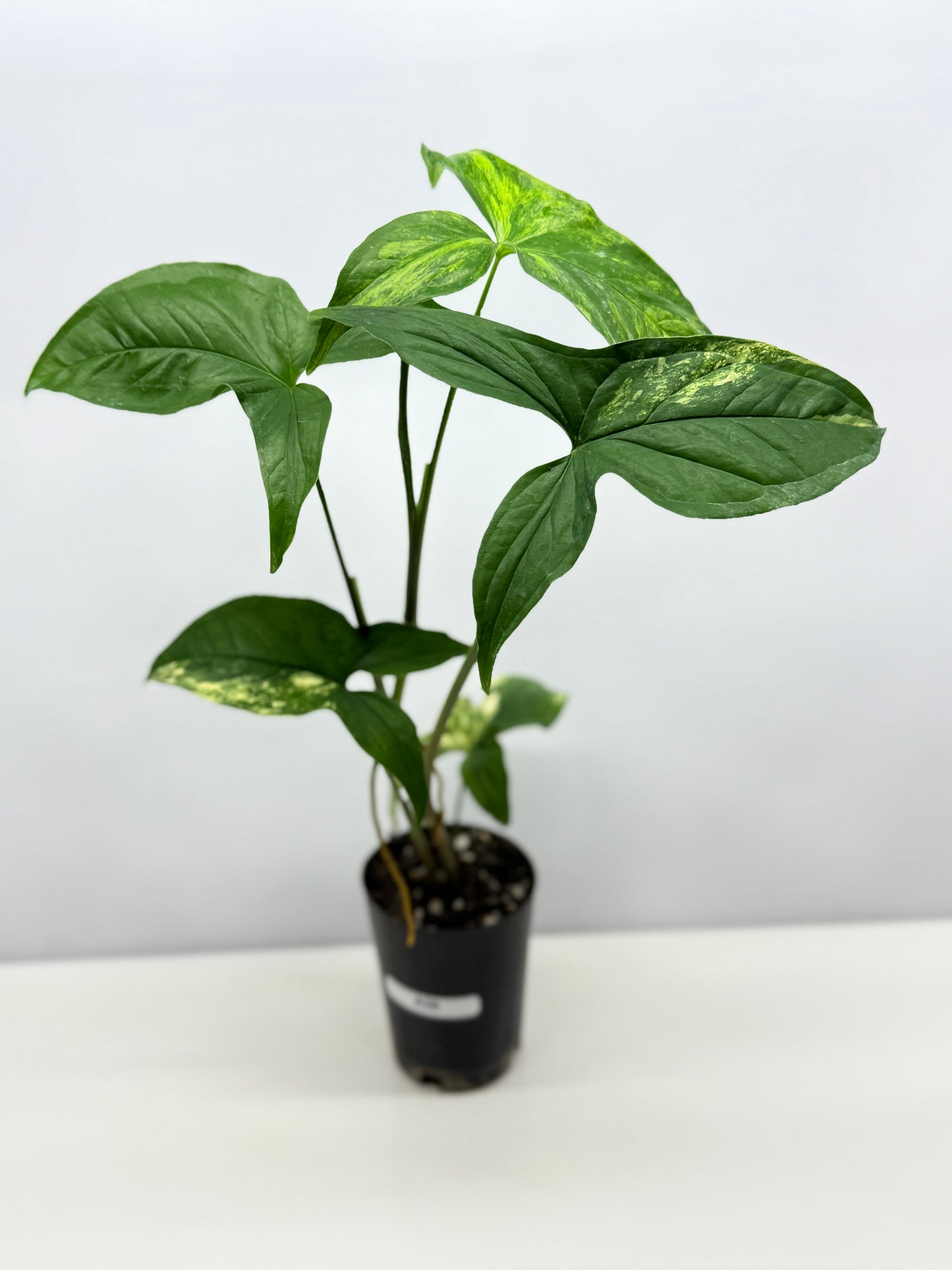 Syngonium podophyllum Aurea A36