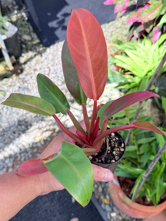 Philodendron 'Red Sun' M49