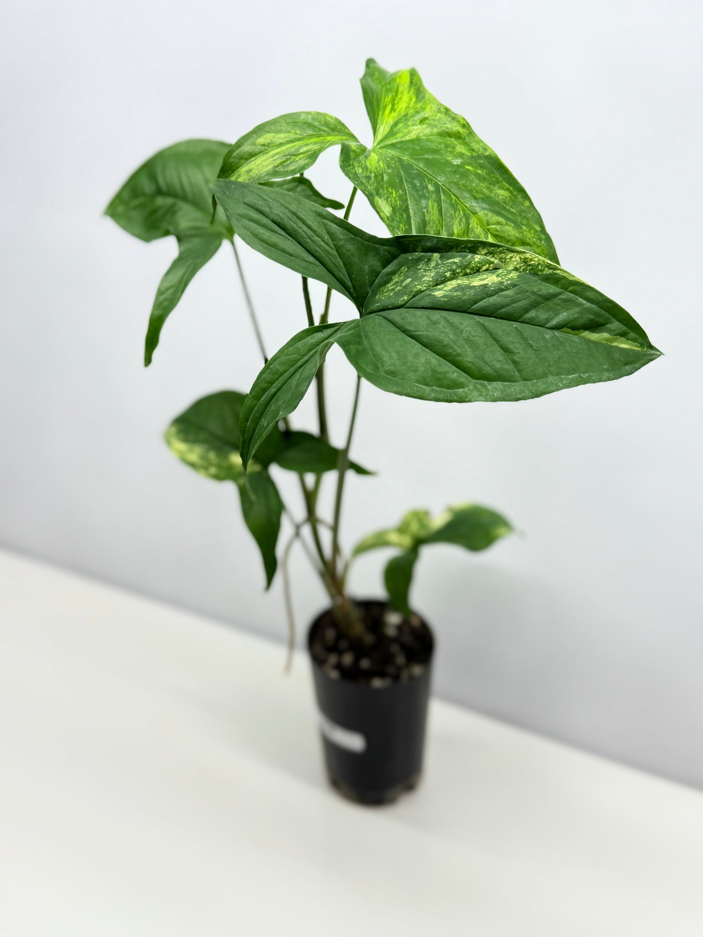 Syngonium podophyllum Aurea A36