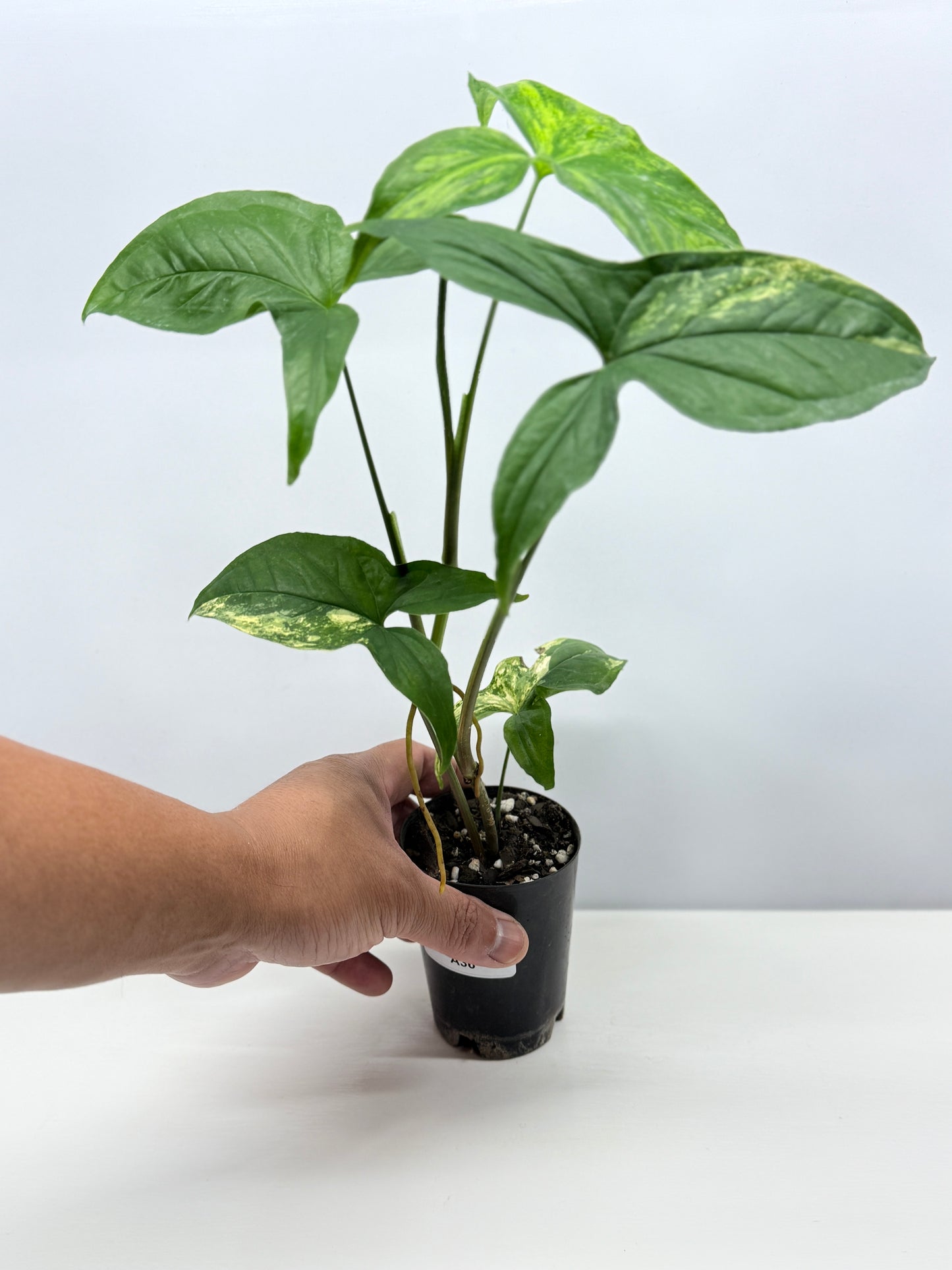 Syngonium podophyllum Aurea A36