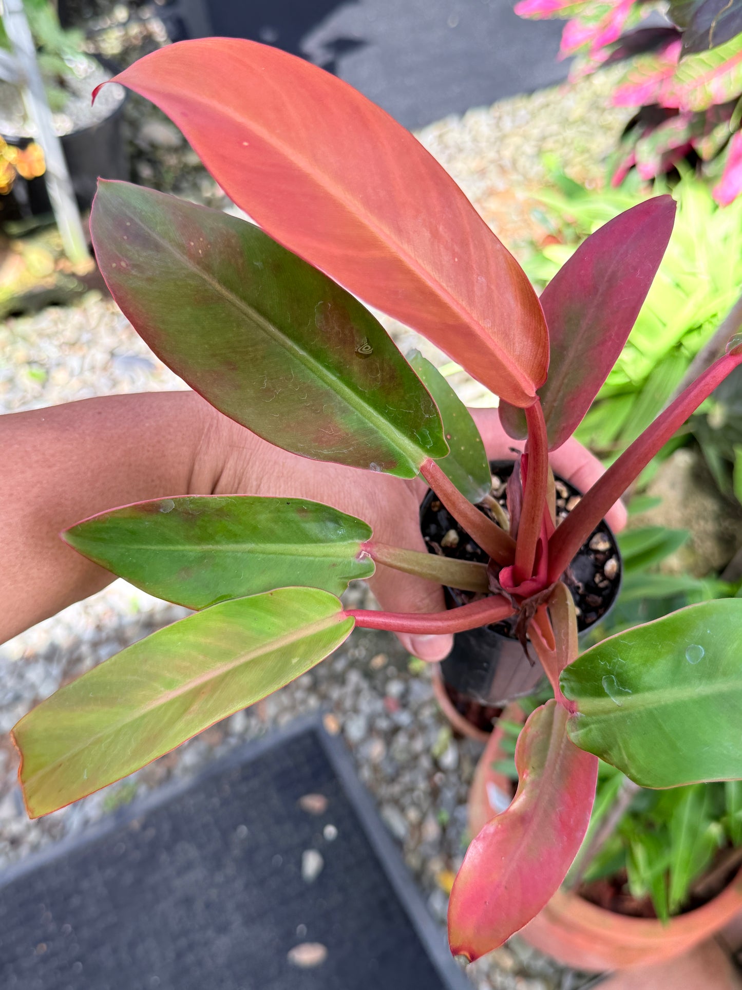 Philodendron 'Red Sun' M49
