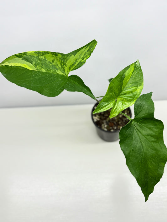 Syngonium podophyllum Aurea A37