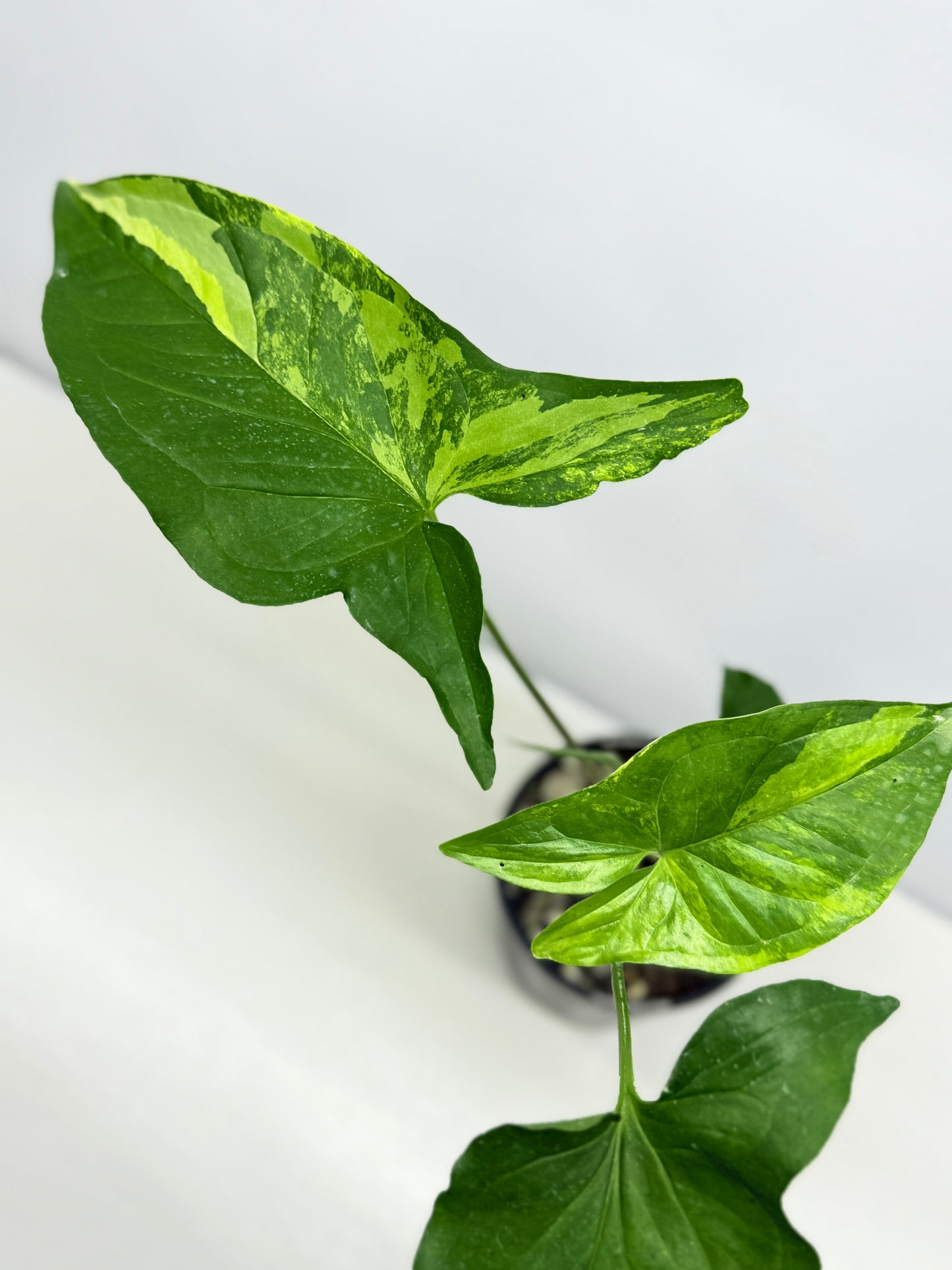 Syngonium podophyllum Aurea A37