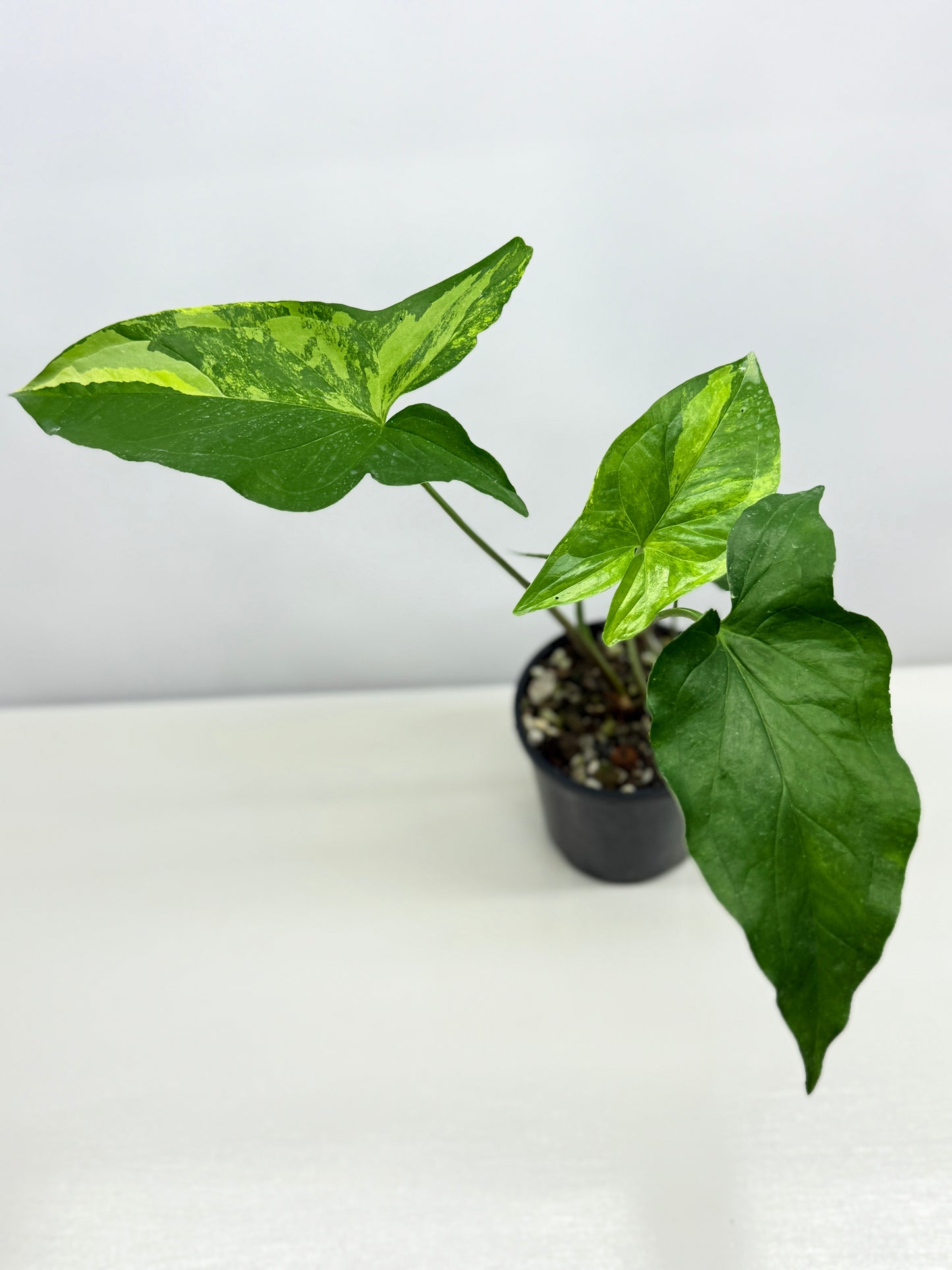 Syngonium podophyllum Aurea A37