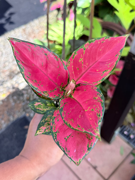 Aglaonema 'Red Unyamanee' M51