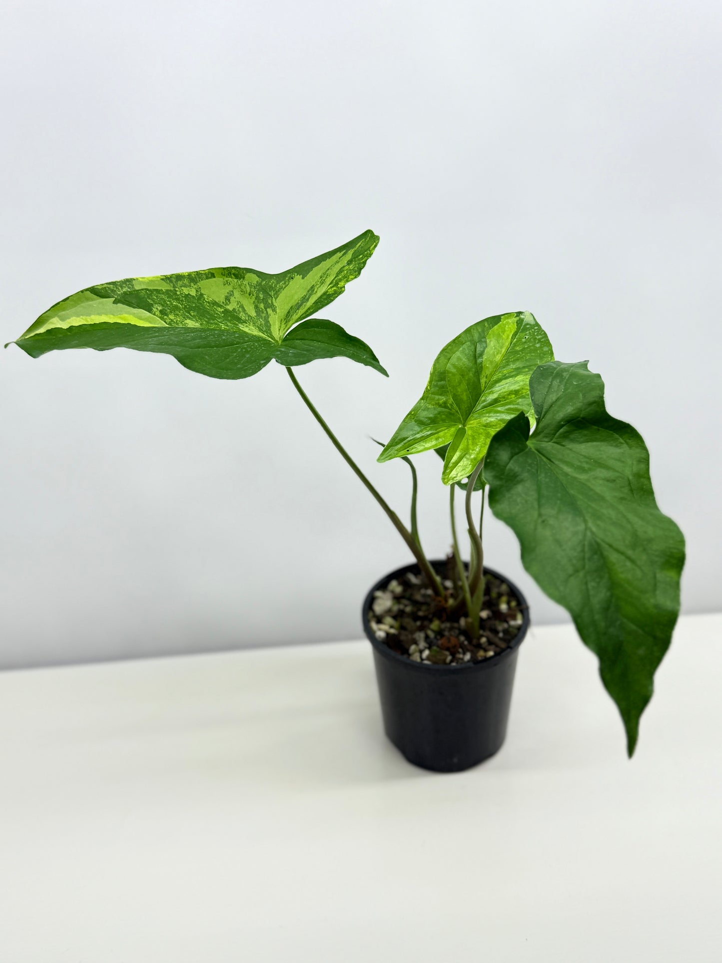 Syngonium podophyllum Aurea A37
