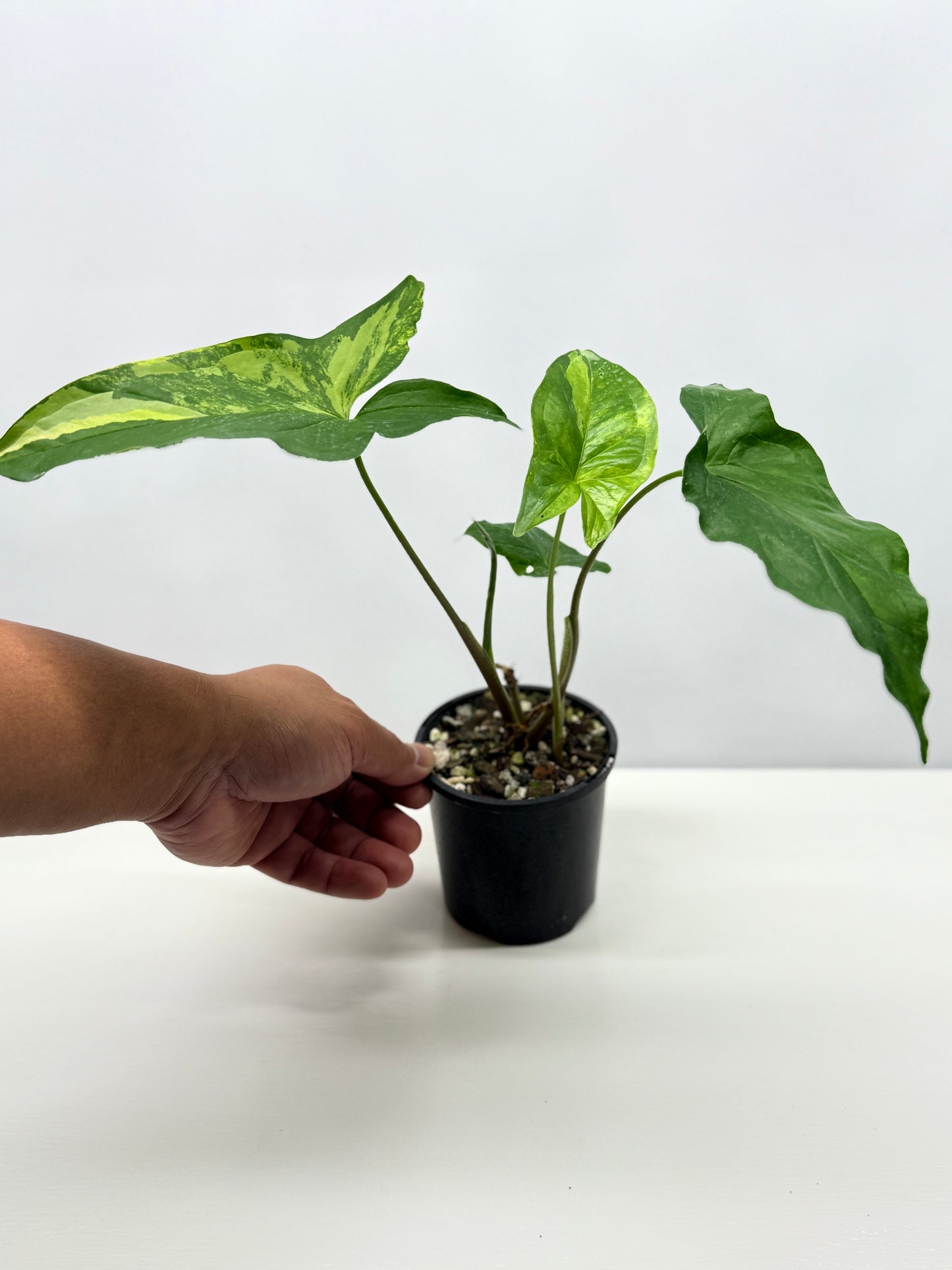 Syngonium podophyllum Aurea A37