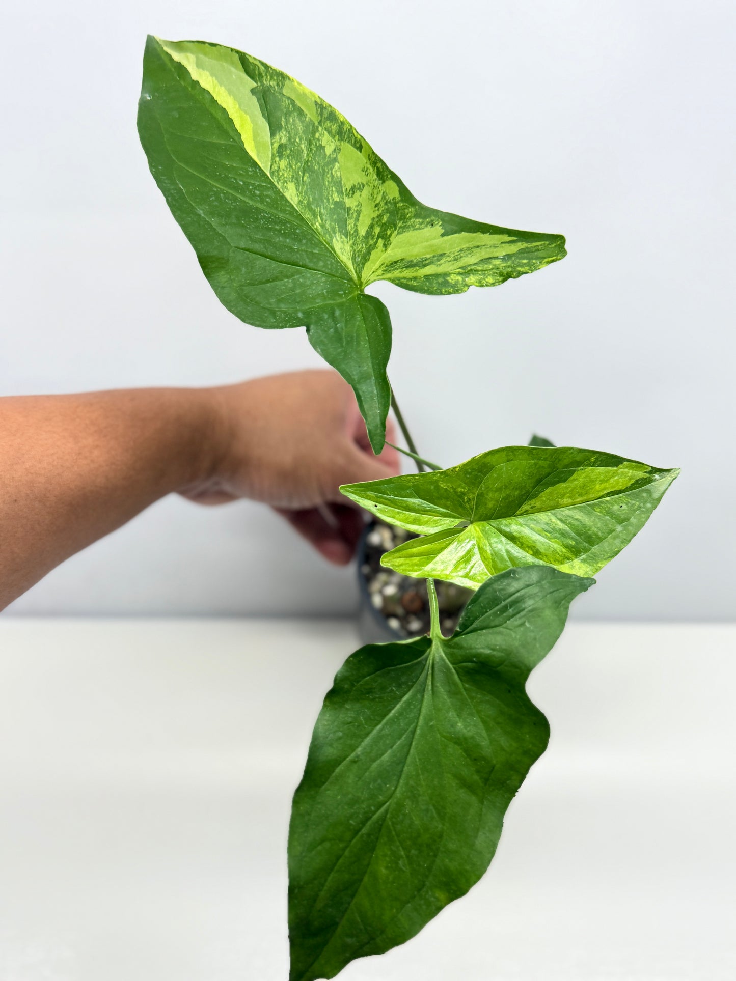 Syngonium podophyllum Aurea A37