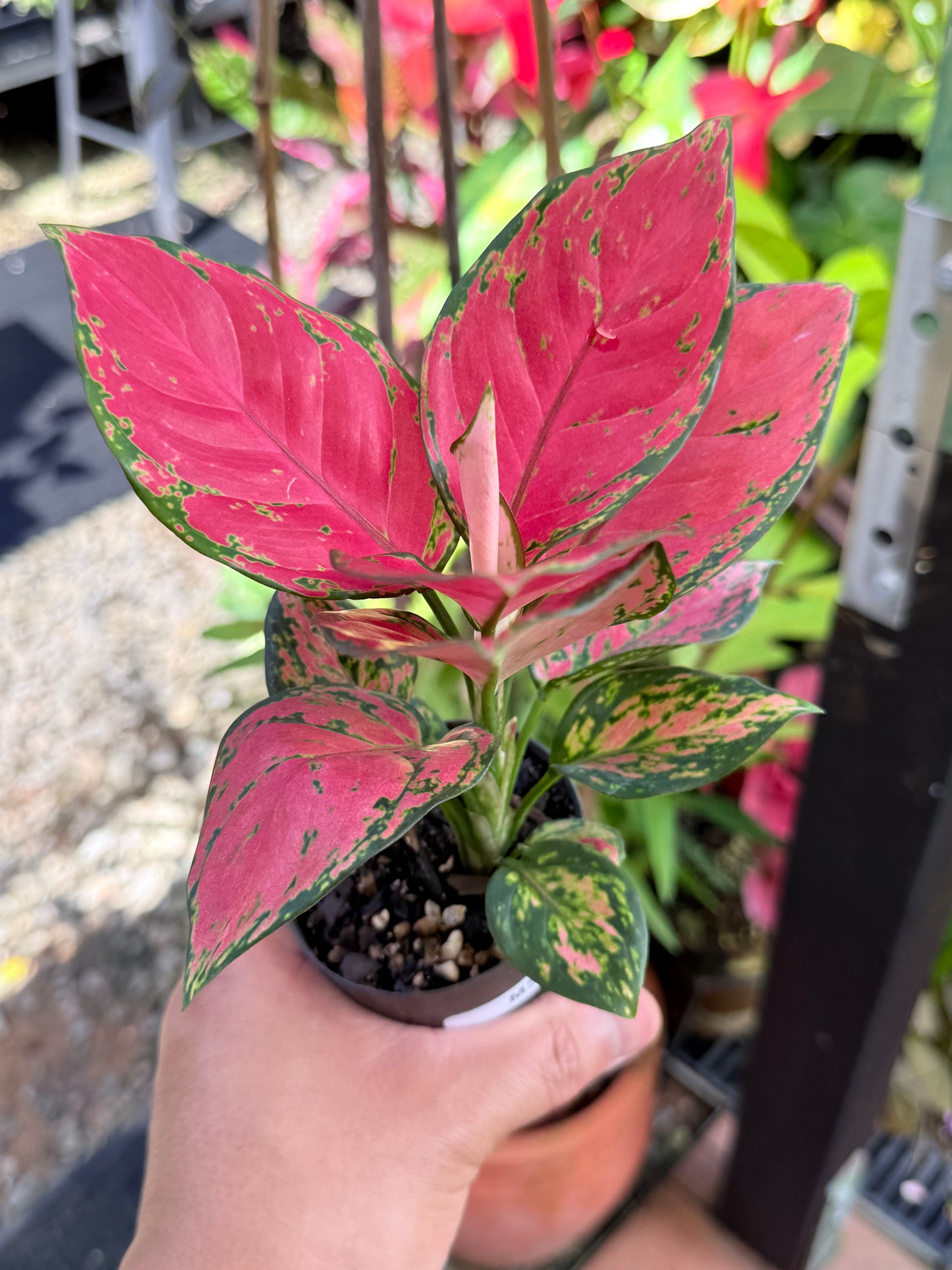 Aglaonema 'Red Unyamanee' M51