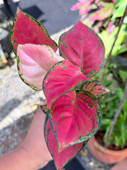 Aglaonema 'Red Unyamanee' M52