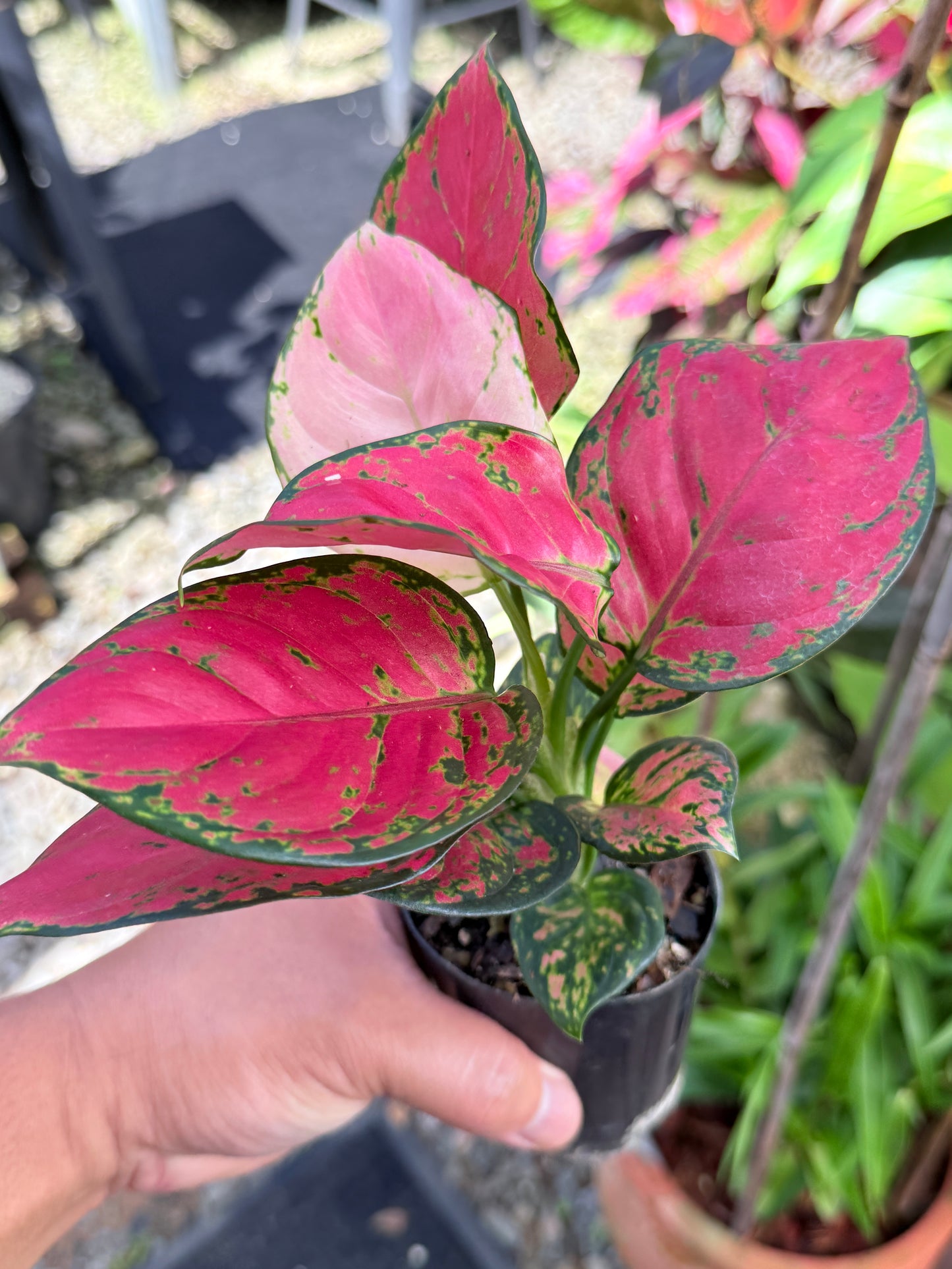 Aglaonema 'Red Unyamanee' M52