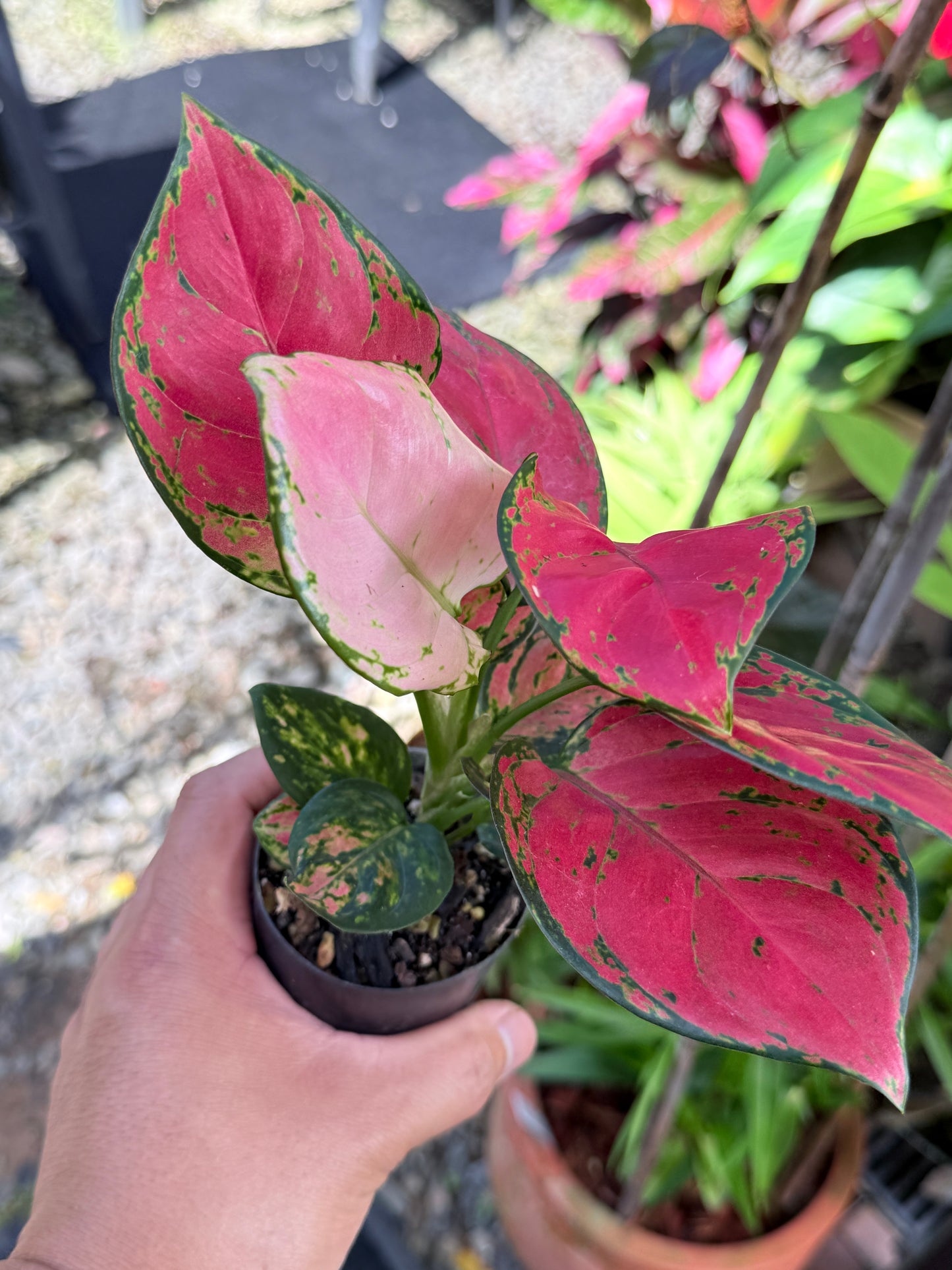 Aglaonema 'Red Unyamanee' M52