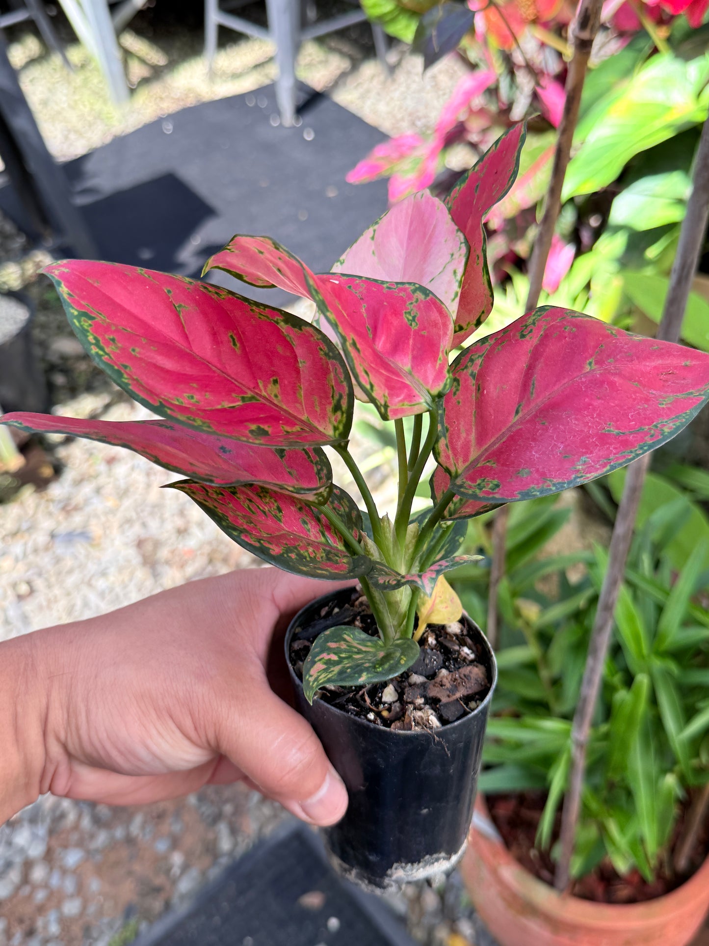 Aglaonema 'Red Unyamanee' M52