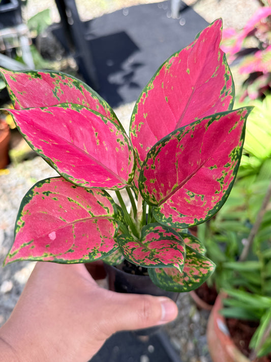 Aglaonema 'Red Unyamanee' M53