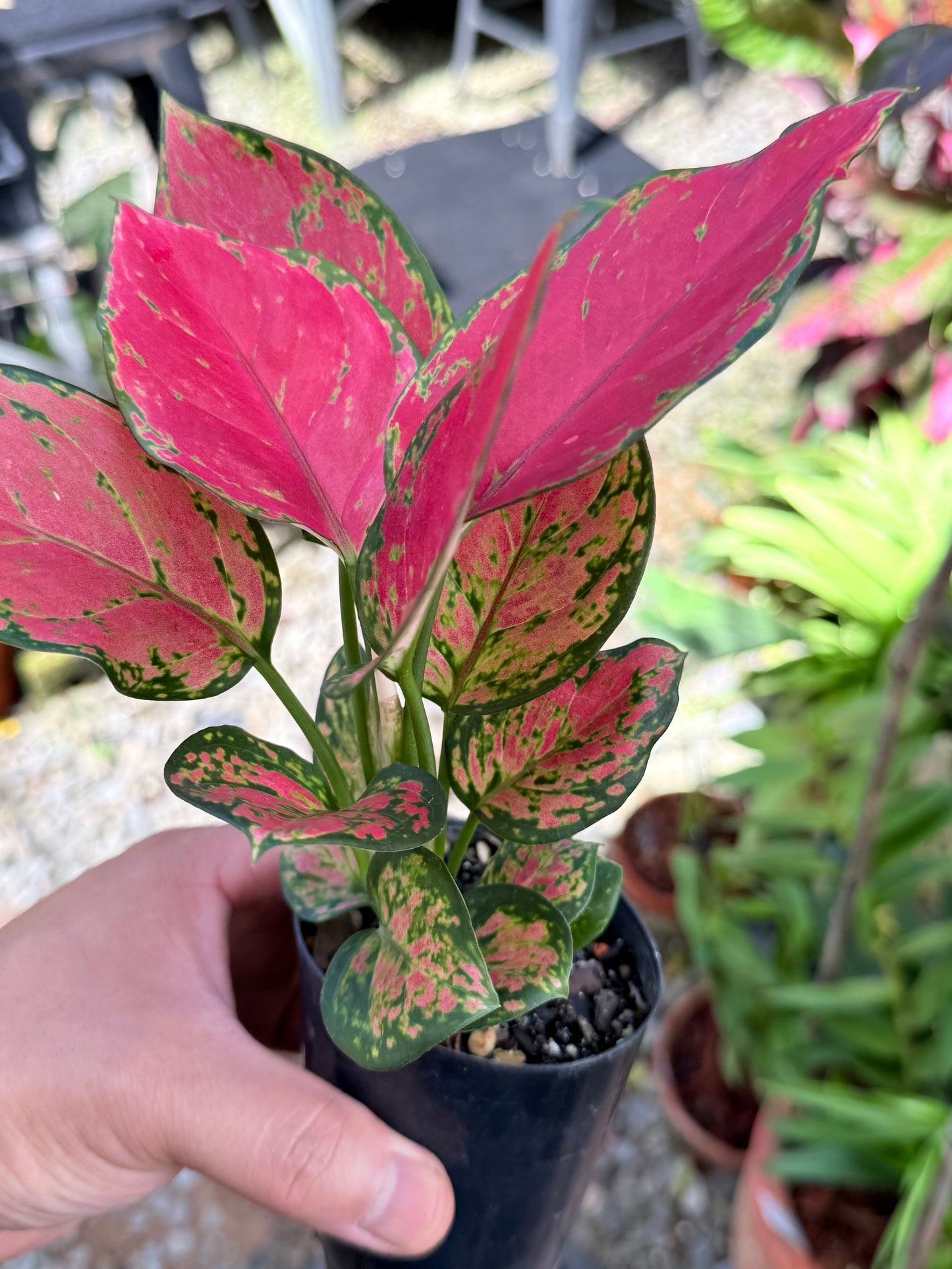 Aglaonema 'Red Unyamanee' M53