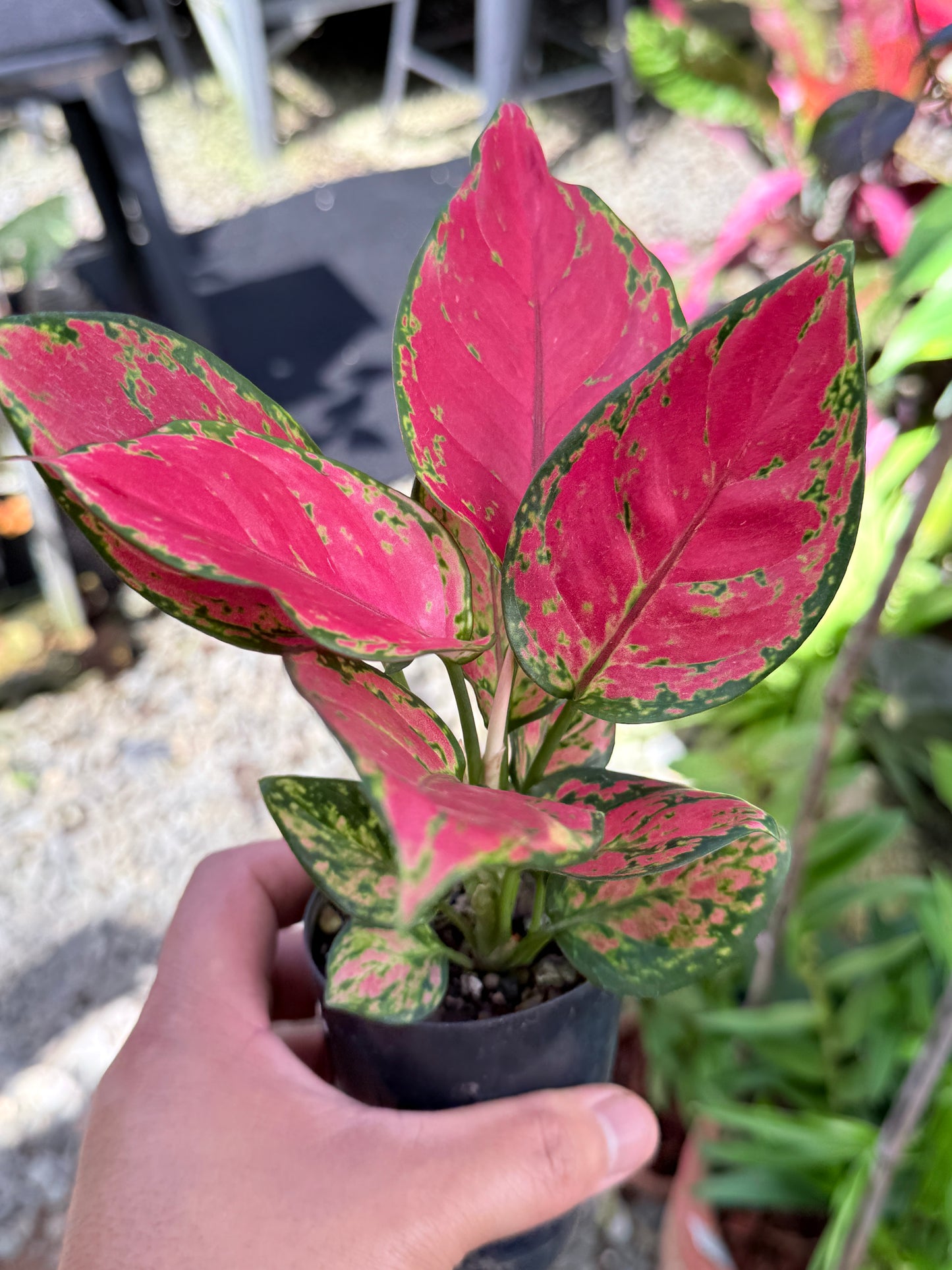 Aglaonema 'Red Unyamanee' M53