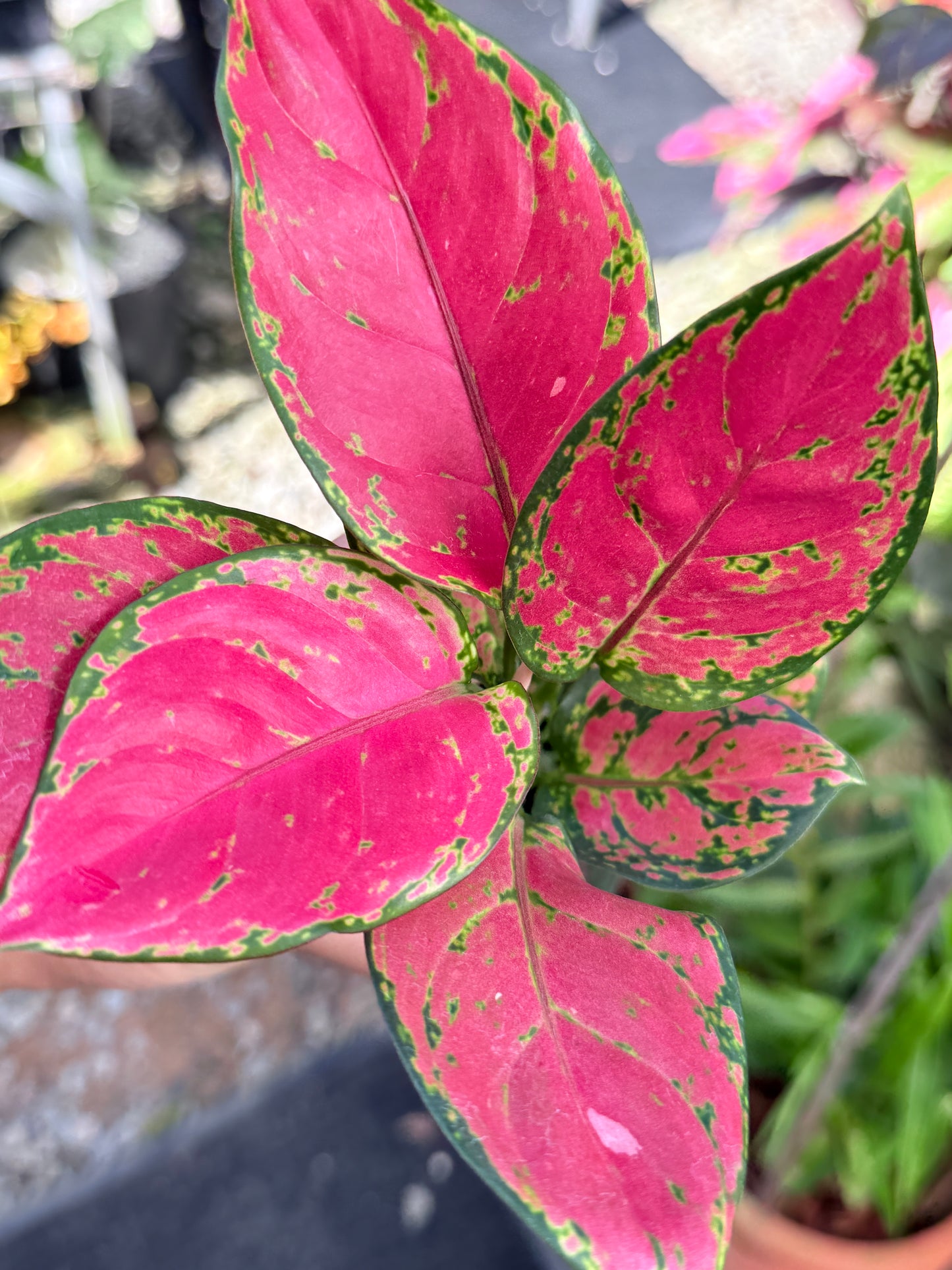 Aglaonema 'Red Unyamanee' M53