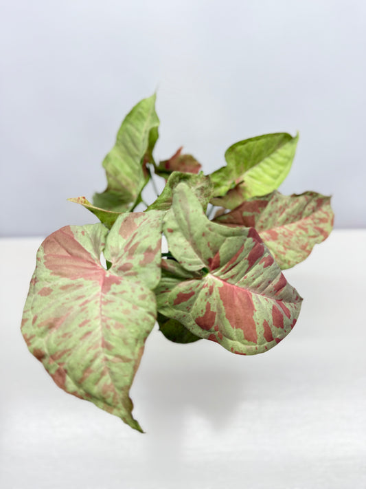 Syngonium Confetti NONTC A39
