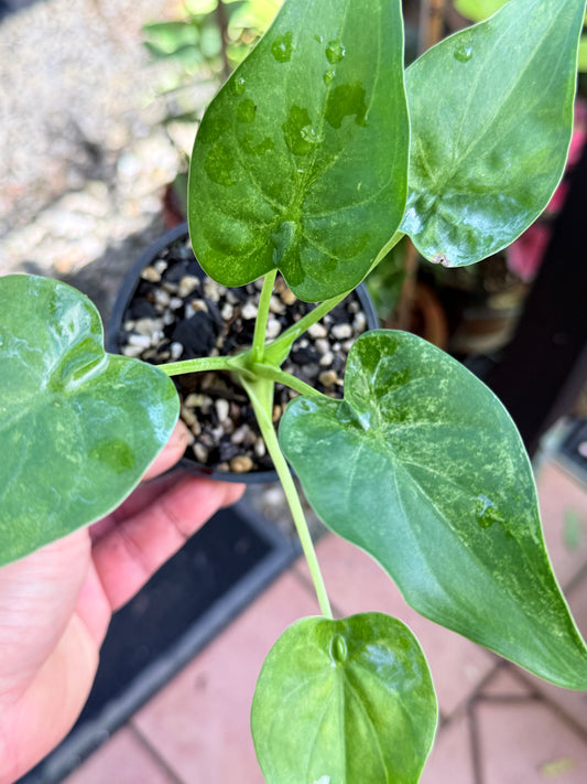 Alocasia cucullata 'Mint' W15