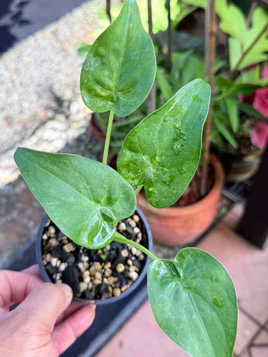 Alocasia cucullata 'Mint' W14