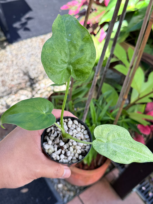 Alocasia cucullata 'Mint' M68
