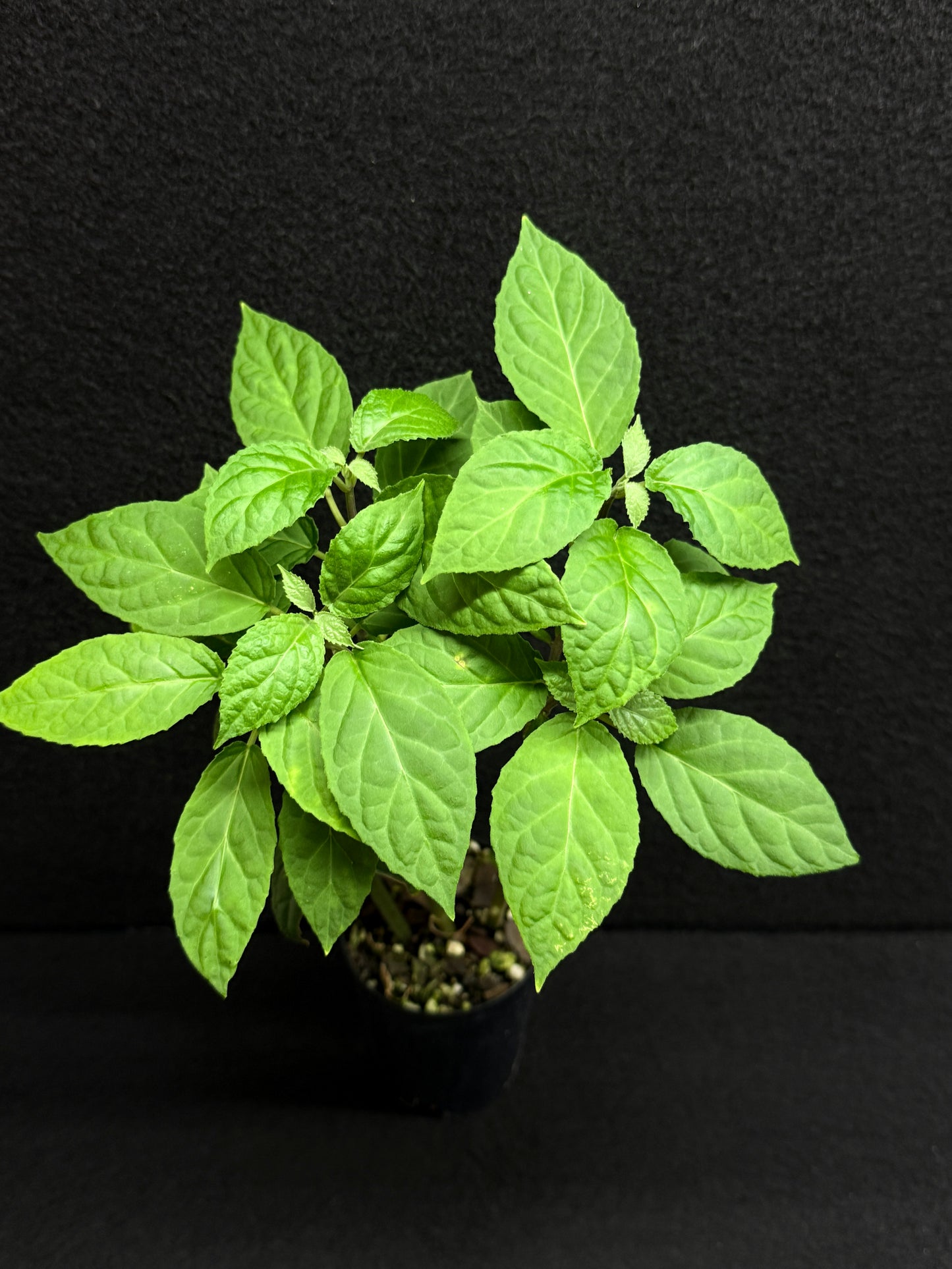 Justicia carnea 'King's Crown' - Best Pick of the Crop!