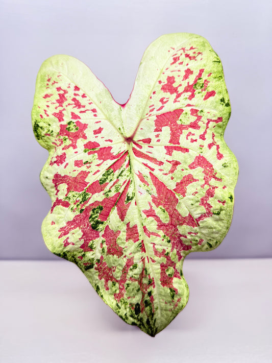 Caladium NOID A44