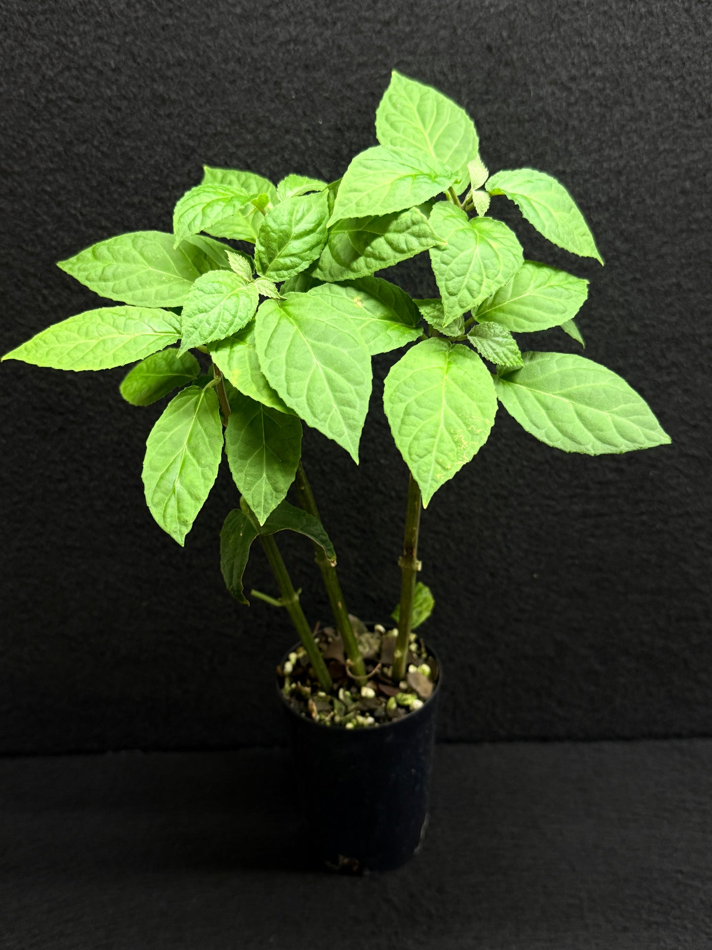 Justicia carnea 'King's Crown' - Best Pick of the Crop!