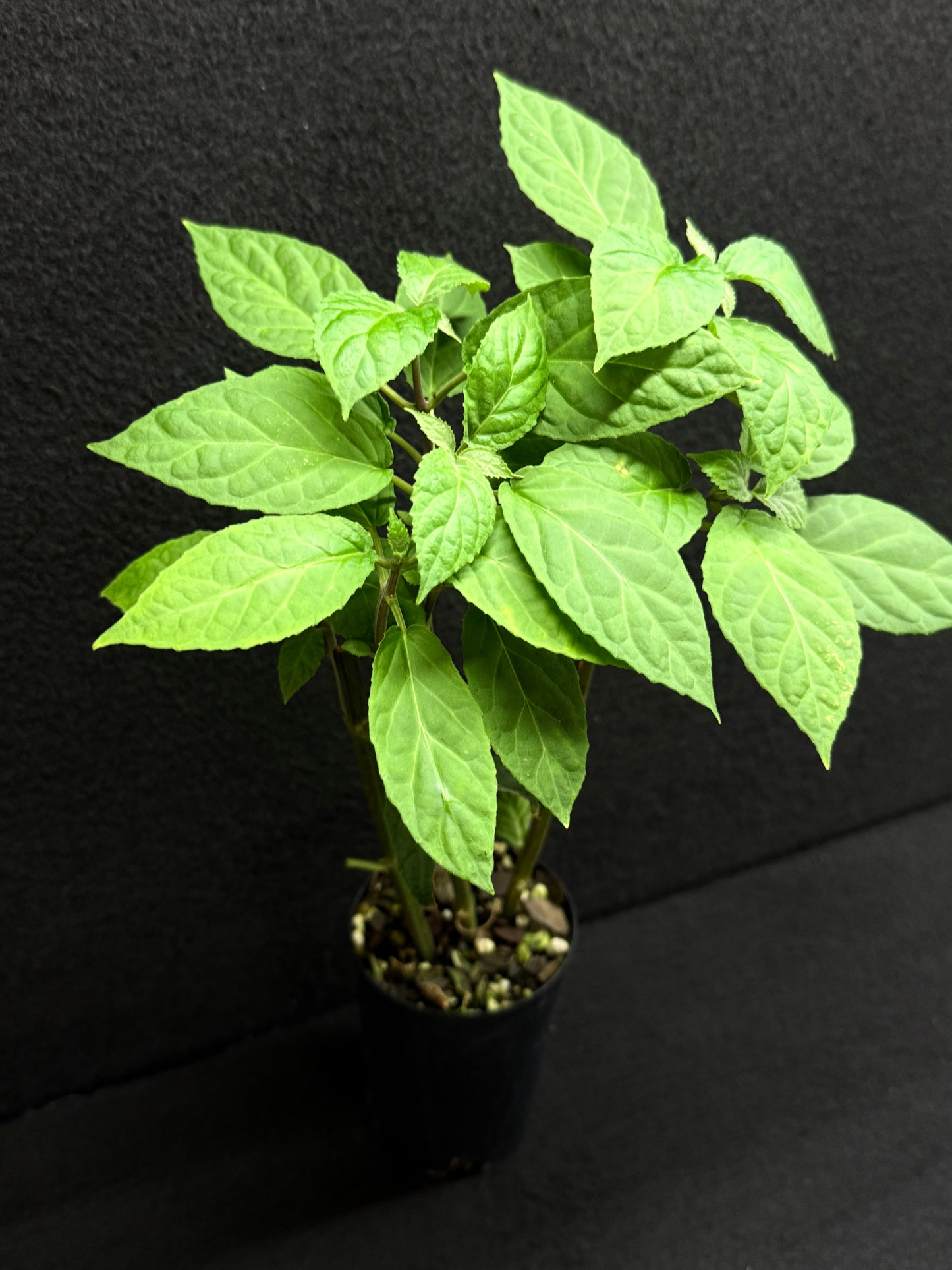 Justicia carnea 'King's Crown' - Best Pick of the Crop!