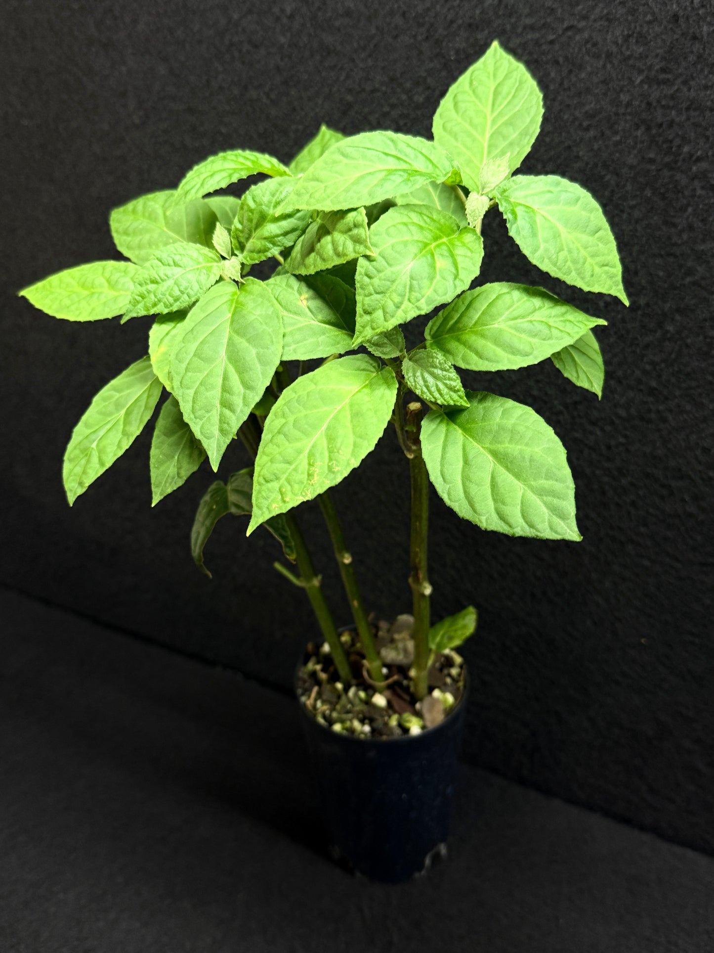 Justicia carnea 'King's Crown' - Best Pick of the Crop!