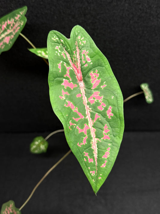 Caladium Picturatum - Best Pick of the Crop!