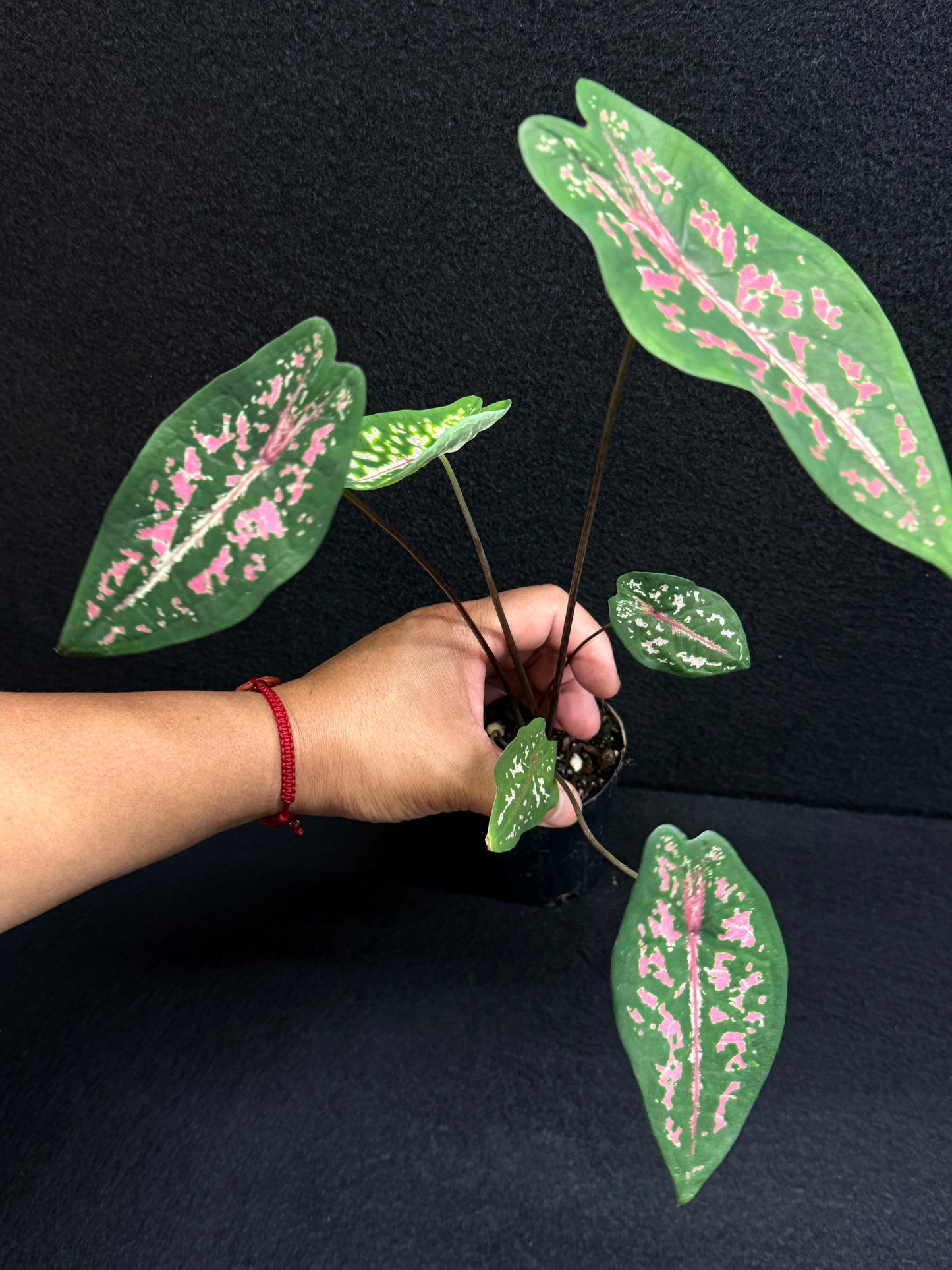 Caladium Picturatum - Best Pick of the Crop!
