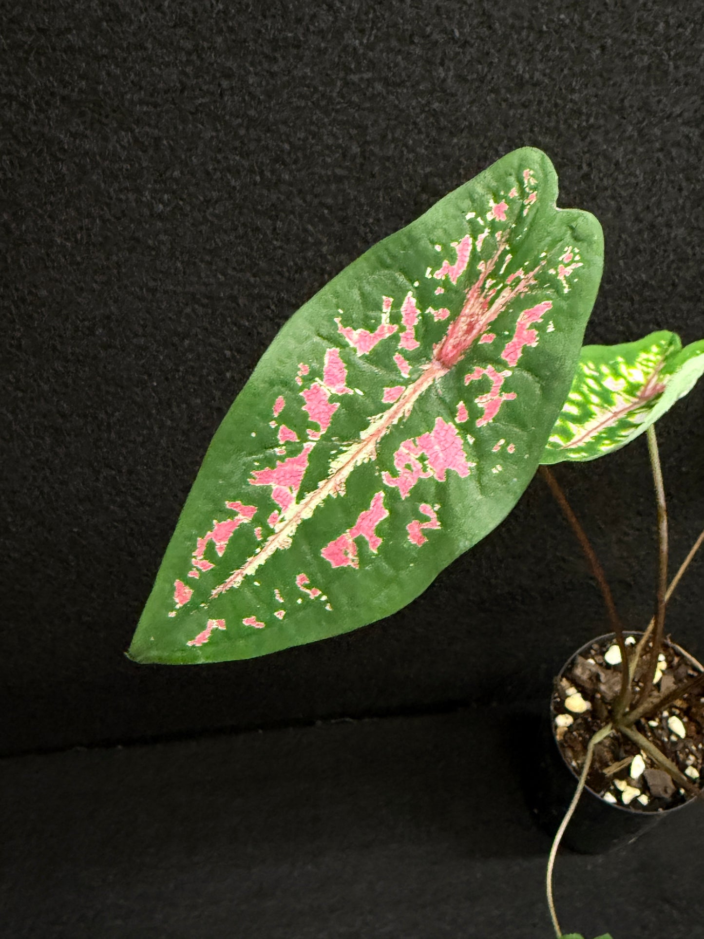 Caladium Picturatum - Best Pick of the Crop!