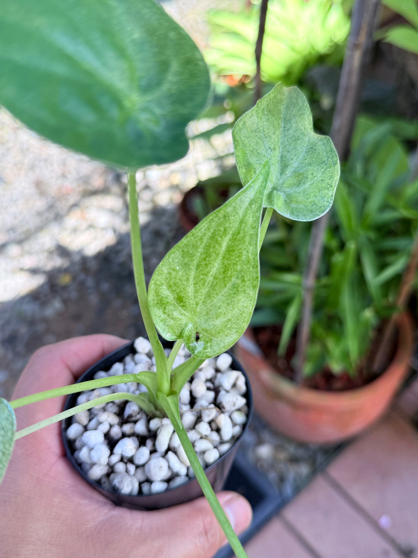 Alocasia cucullata 'Mint' M69