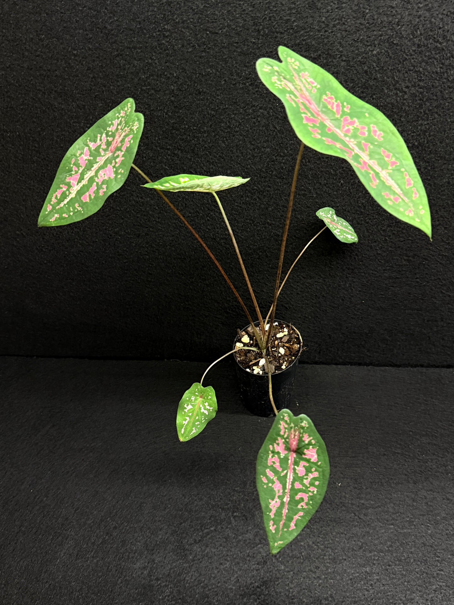 Caladium Picturatum - Best Pick of the Crop!